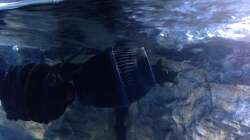 Hydor Koralia Evolution 5200