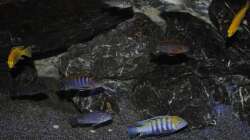 Besatz im Aquarium Mbunas World