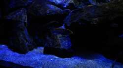 Aquarium Mbunas World