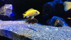 Besatz im Aquarium Mbunas World