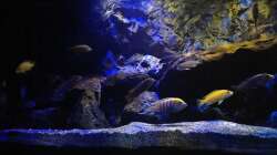 Aquarium Mbunas World