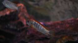 Labidochromis Hongi Red Top