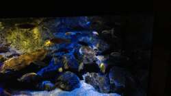 Aquarium Mbunas World