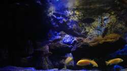 Aquarium Mbunas World