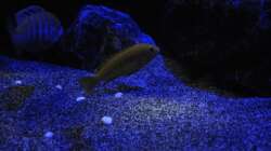 Labidochromis caeraleus