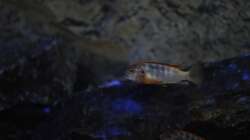 Labidochromis Hongi Red Top