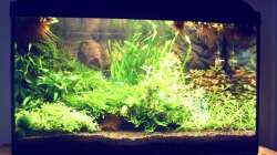 Aquarium Natur