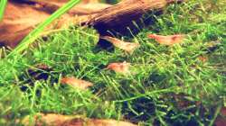 Besatz im Aquarium Natur