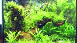 Das vorherige Nano Becken 