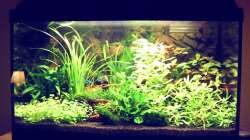 Aquarium Natur