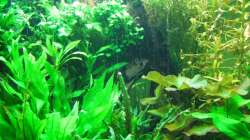 Pflanzenperlung linke Seite