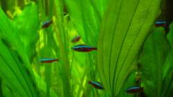 Die Roten Neons dösen am liebsten in leichter Strömung unter halbschattigen Blättern.