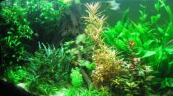 Mrz14: Blick schräg auf die linke Mangrove, März.14