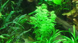 Indisches Sternenkraut, es setzt einen wunderbaren Farbakzent im Vordergrund.