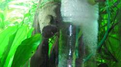 Die Plastikflasche am Filterausgang hinter dem rechten Mangrovenstamm verwirbelt