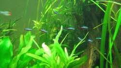 Der Schwarm Neons zieht durchs Becken.