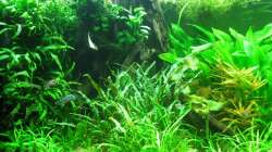 Linke Seite, Mangrovenstamm