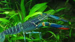 Australischer blauer Flusskrebs, die neue Attraktion im Becken (Männchen, ca.20cm)