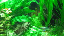 Tausendblatt ist wieder da. War wg. Eisenmangels vor 1 Jahr eingegangen.