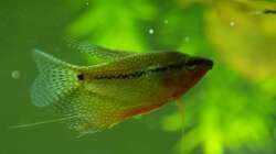 Mosaikfadenfisch-Männchen