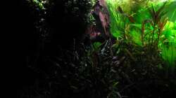 Links Mangrove spätabends (nur hinterer Leuchtbalken)