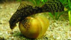 Diese Apfelschnecke hat der Ancistrus noch geputzt, bevor die Prachtschmerlen sie