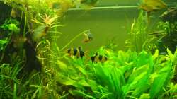 Fütterungszeit. Hier sind im Prinzip alle Bewohner einmal drauf vertreten. Irgendwo