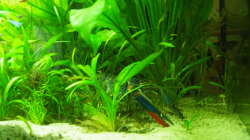 Im Alltag ist der Krebs eher versteckt, wenn er sich überhaupt blicken lässt. Eine