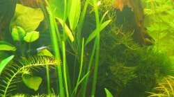 Bewachsener Mangrovenstamm