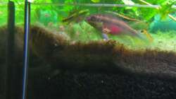 Pärchen Chichliden mit Nachwuchs im Filter.