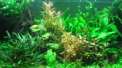 Mrz14: Nach div. Wünschen habe ich den Rotanteil ausgebaut - Cognac-Pflanze, Rosalla,