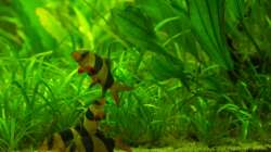 Selbst die teuerste Kamera der Welt kriegt die 4 Wuselköpfe kaum scharf.