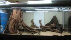 Tests mit den Mangroven. Der Stamm rechts wurde am Ende aufgestellt und verbirgt