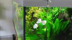 Blühende Echinodore