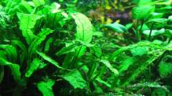 Perlung am Java-Farn links