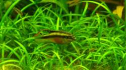 Königschichliden-Bock mit Nachwuchs