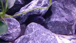 Besatz im Aquarium Demasoni Rocks - aufgelöst