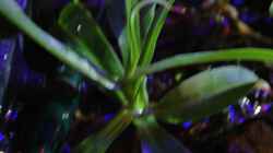 Pflanzen im Aquarium tercera conca