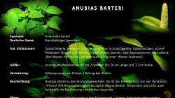 Anubias Barteri