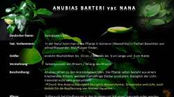 Anubias Barteri Nana