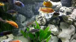 Wilde Truppe