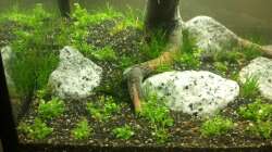 Vorne das Kuba Perlkraut und zwischen den Steinen Zwerg-Nadelsimse