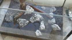 Steine rein und Wurzel.