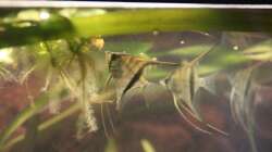 Da mag wohl jemand meinen Froschbiss 