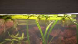 Der Froschbiss wird langsam mehr