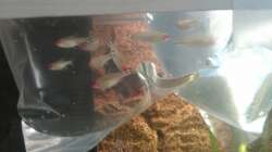 Das einsetzen der Rotkpfsalmler