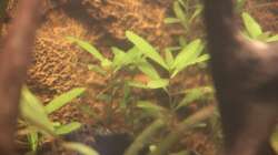 Langsam wird es grüner