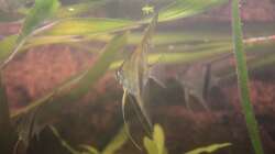 Bald ist er da der wunderschöne rote Rücken