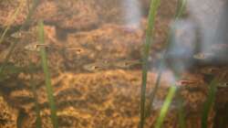 Unsere Espes Keilfleckbärblinge