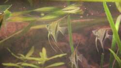 Langsam trauen sie sich schon nach oben